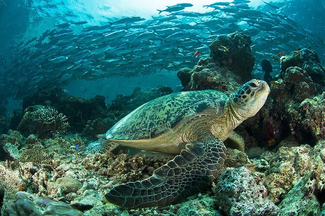 Aguila de Osa Rainforest & Marine Adventure Lodge